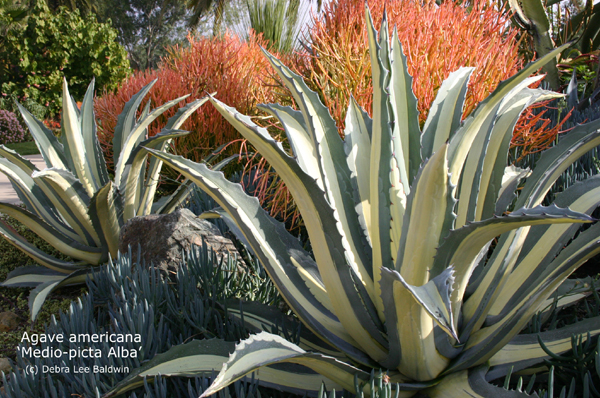 Maguey, Bayonet Plant